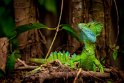 018 Tortuguero, groene helmbasilisk